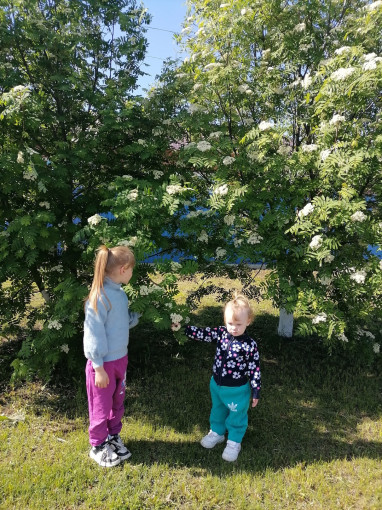 Наблюдения в природе Наблюдения в природе.